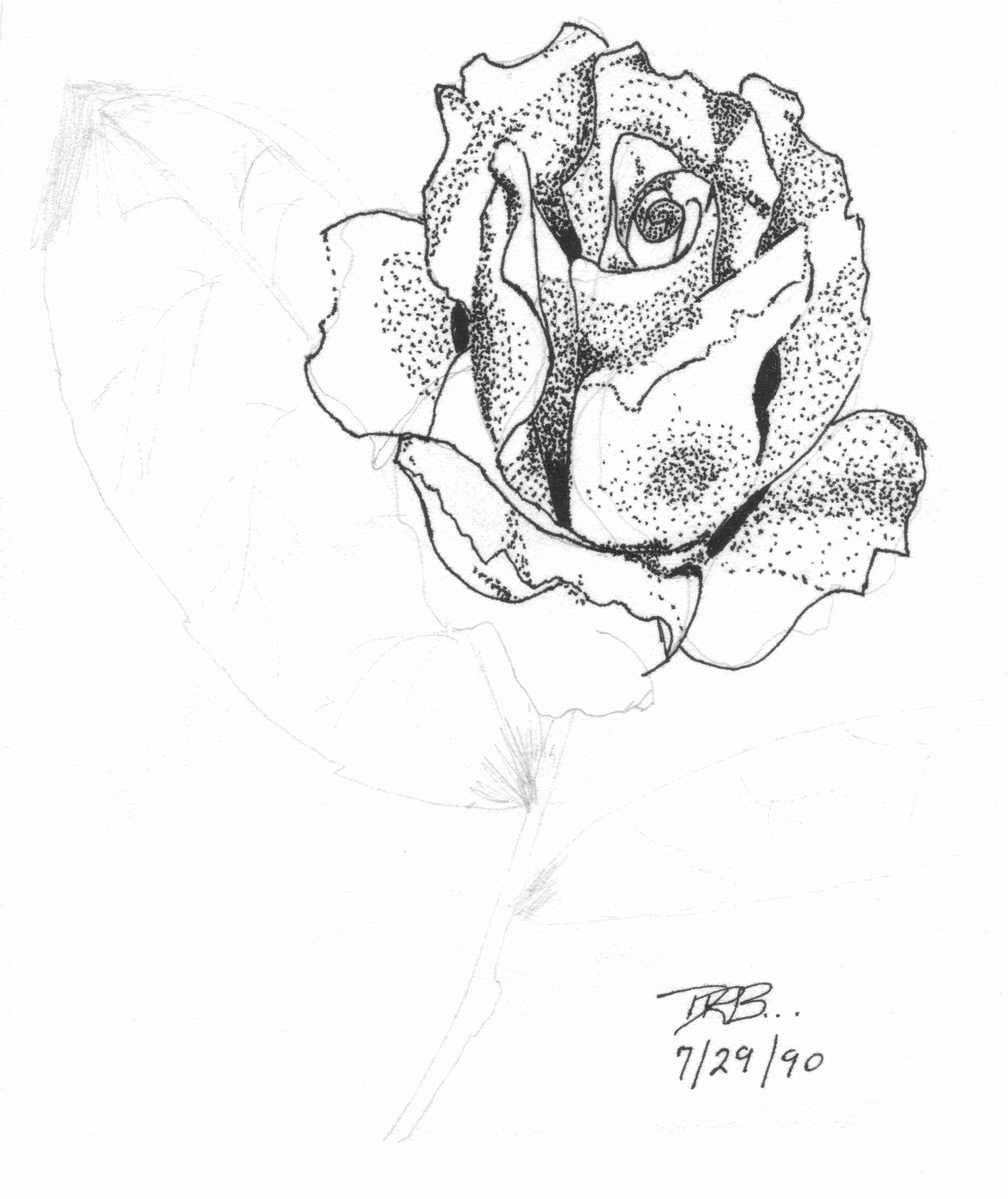 Rose