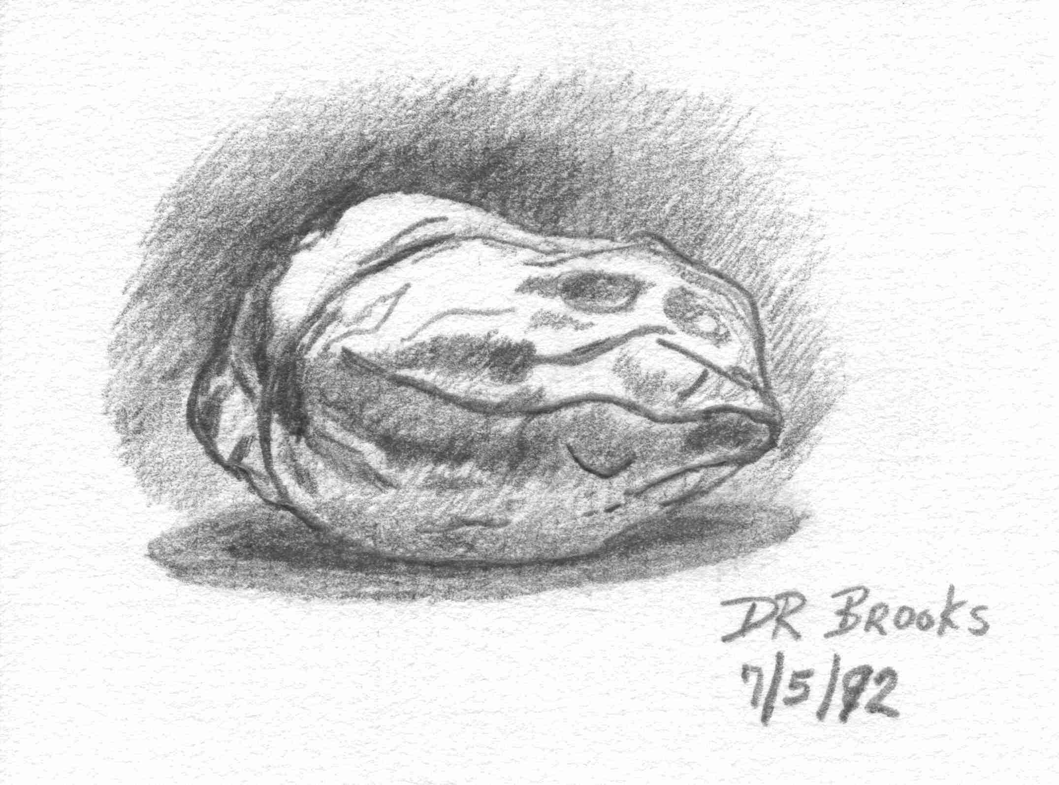 Walnut