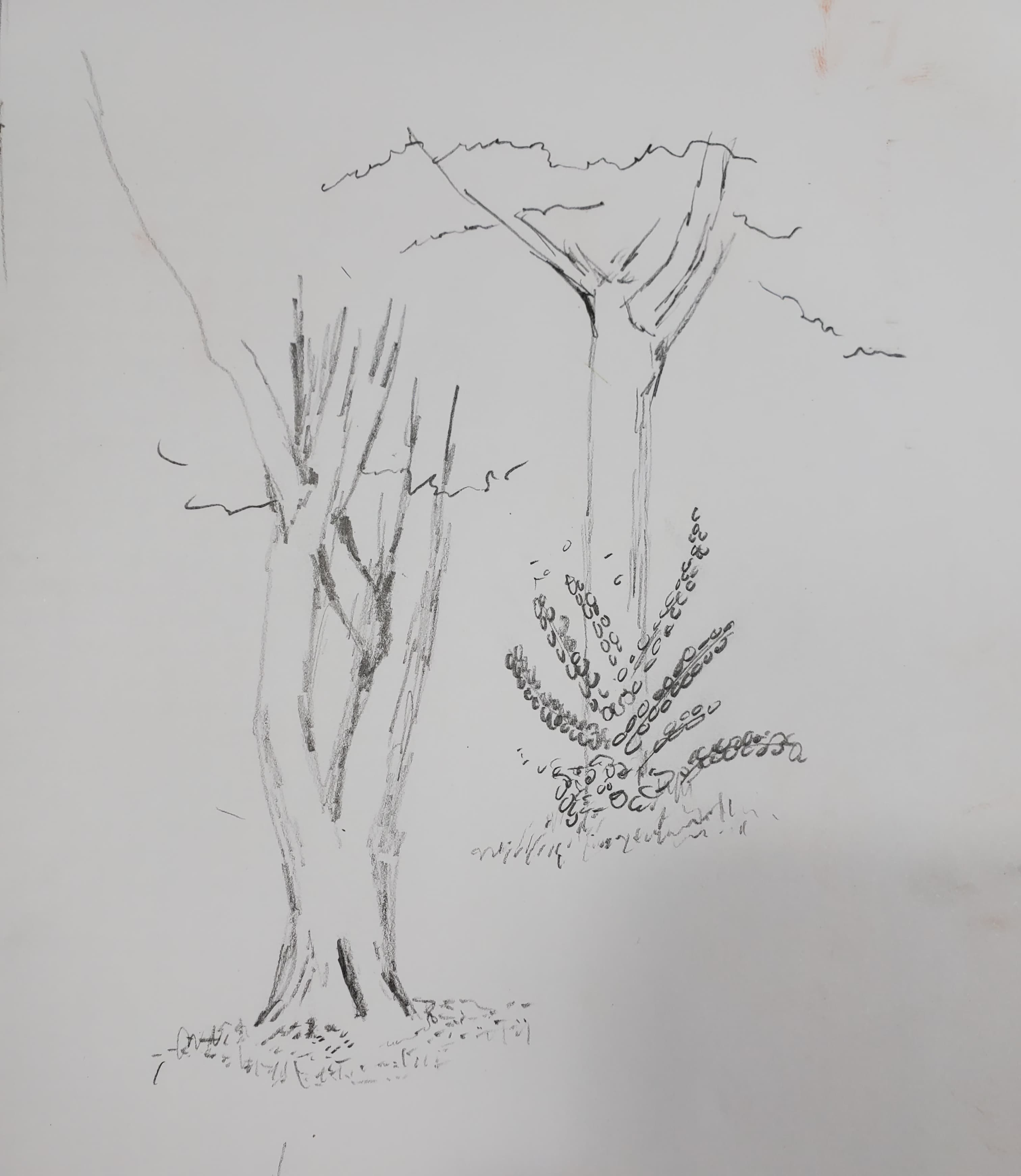 Trees