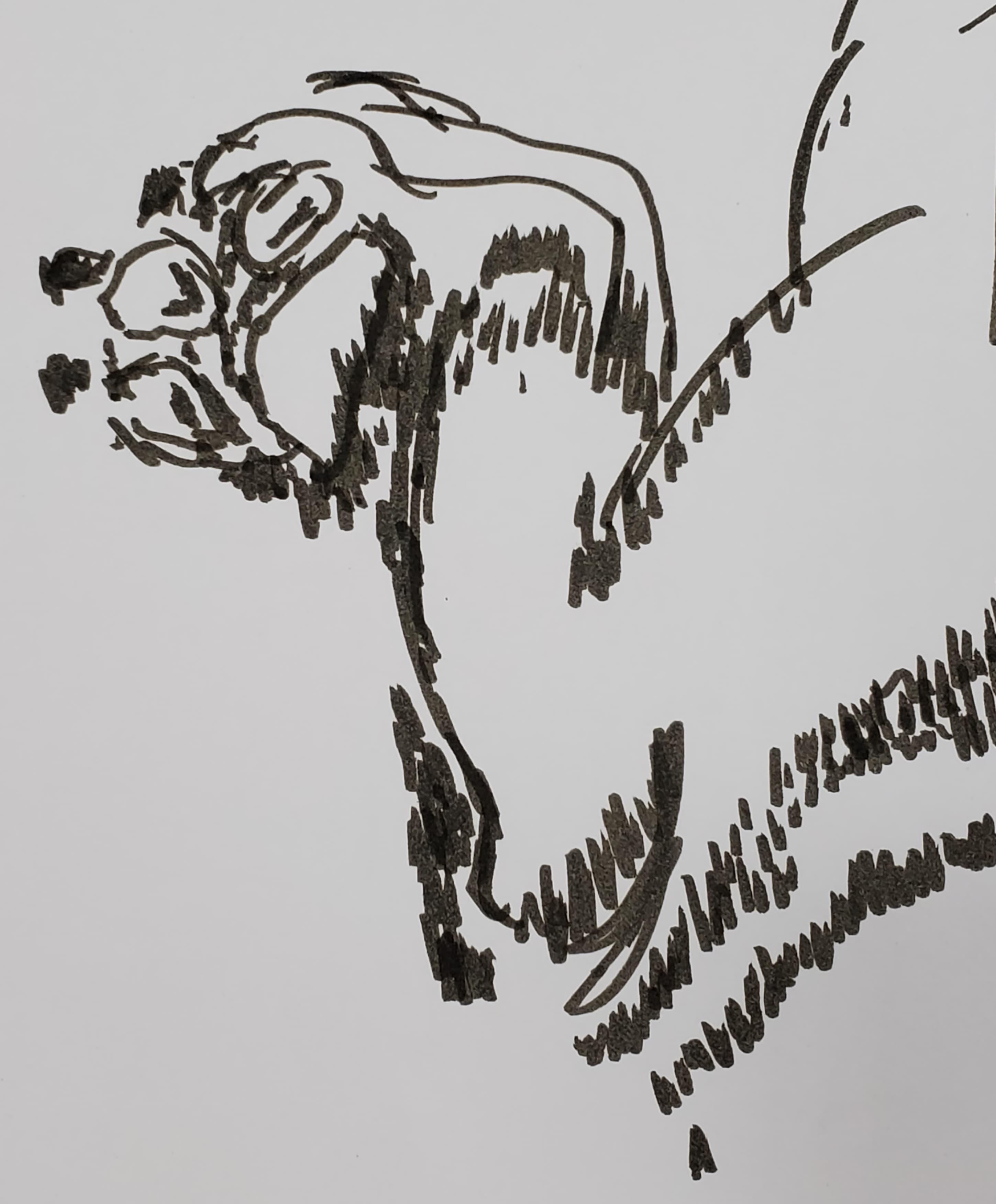 Tilly Paw