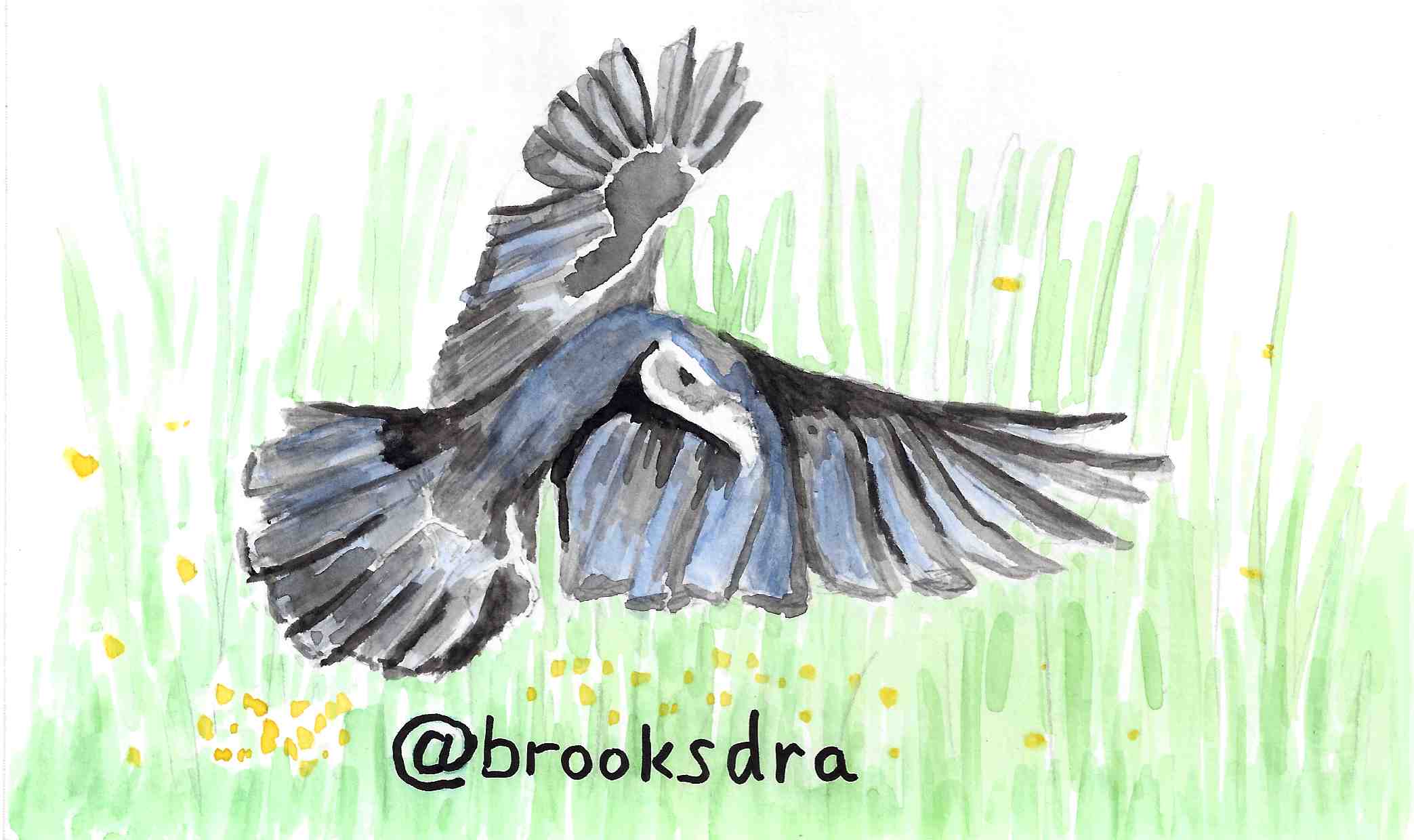 Corkboard Curated Crow