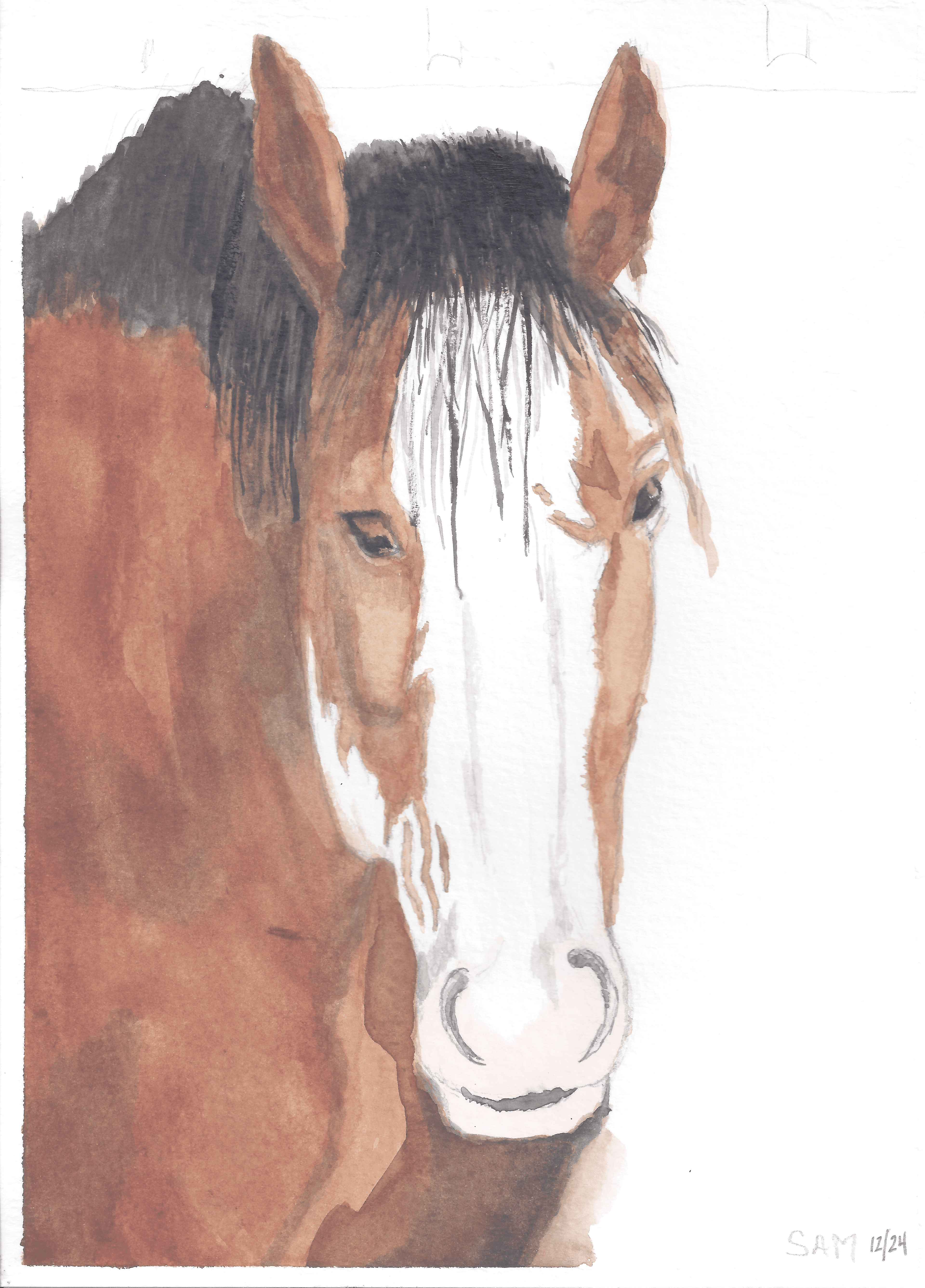 Horse Sam Second Try